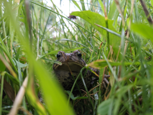Dark bullfrog among grass