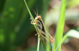 grashopper on thin leaf