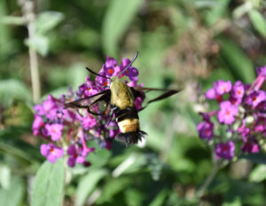 Sphynx Moth on purple flower