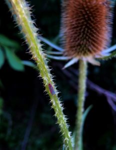 Prickly flower with small bug on stem
