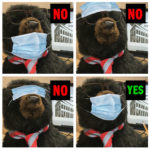 bear masks, mask worn over nose and mouth yes