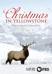 Christmas in Yellowstone dvd cover with title in red and male deer in the foreground