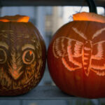 Two carve pumpkins; one carved with an owl's face and the other with a moth
