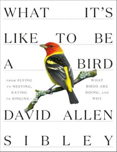 The cover of “What it's like to be a Bird : From flying to nesting, eating to singing--what birds are doing, and why” by David Sibley. A yellow and gray bird with a bright orange face sits upon a branch in the center of the cover. The background is white and the title is space around the image of the bird along with the author’s name.